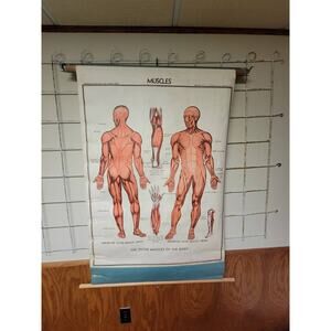 Vintage Muscle Chart, Nystrom Pull Down, School Classroom, Anatomy Chart